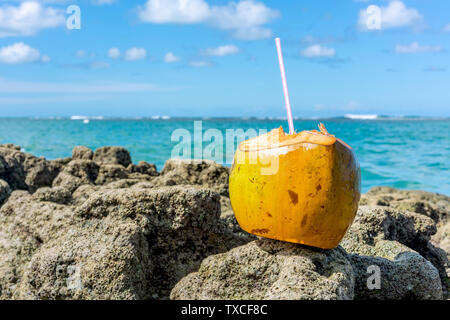 Wunderschöne Kokosnuss im Coral Felsen in der Nähe des Meeres in einem blauen Himmel Tag am Strand Porto de Galinhas, Ipojuca, Pernambuco, Brasilien Stockfoto