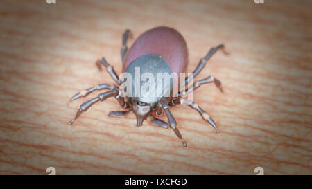 3D-Darstellung einer Zecke Beißen eines menschlichen Stockfoto