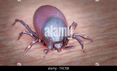 3D-Darstellung einer Zecke Beißen eines menschlichen Stockfoto