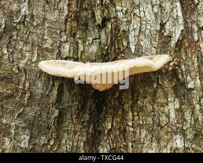 Pilze wachsen auf Baum im tarkine Regenwald von Tasmanien Stockfoto