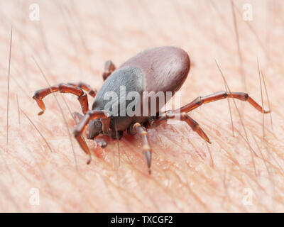 3D-gerenderte Abbildung: die Zecke in die menschliche Haut beißen Stockfoto