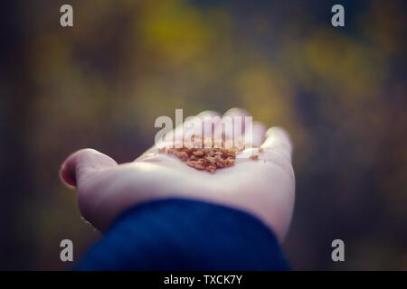 Nahaufnahme von Vogelfutter mit Samen auf einem Hand einer Person Stockfoto