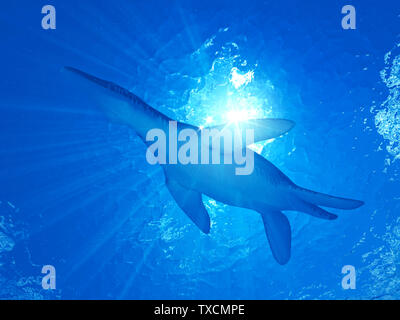 3D-Darstellung eines Liopleurodon Stockfoto