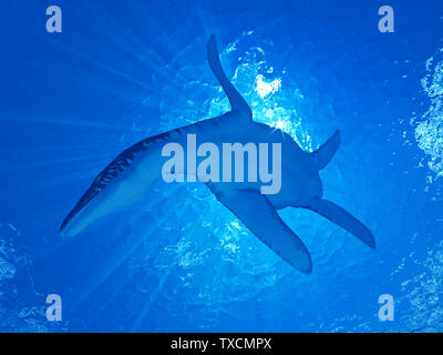 3D-Darstellung eines Liopleurodon Stockfoto