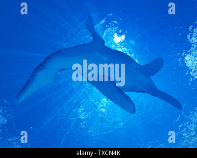 3D-Darstellung eines Liopleurodon Stockfoto