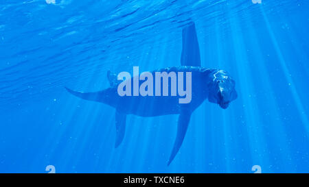 3D-Darstellung eines Liopleurodon Stockfoto