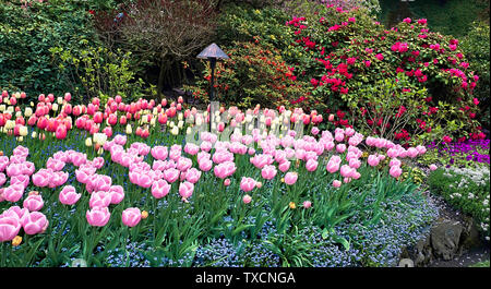 Frischen Frühling rot und rosa Tulpen in voller Blüte. Stockfoto