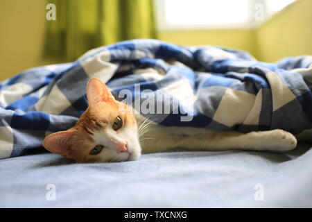 Müde Katze nach dem Spielen auf dem Bett Stockfoto