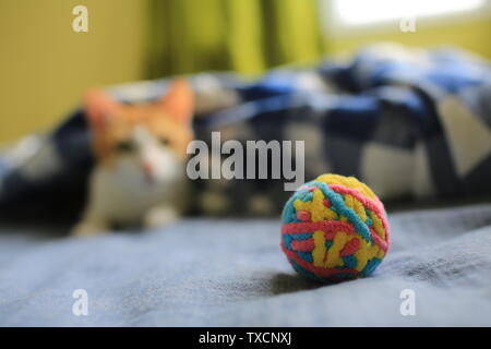 Cat Spielen mit dem Ball Stockfoto