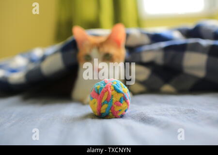 Müde Katze nach dem Spielen auf dem Bett Stockfoto