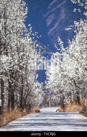 Jinchuan Birne Flower Avenue Stockfoto