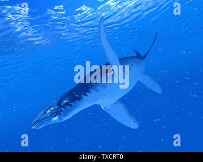 3D-Darstellung eines Liopleurodon Stockfoto