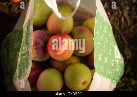 Über Kopf Schuss von frischen Äpfeln in einem Papierbeutel Stockfoto
