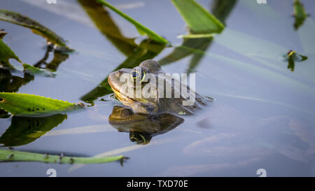 Nahaufnahme eines isolierten Tod im Teich - Donau Delta Rumänien Stockfoto