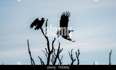 Ein paar weiße Schwanz Adler Silhouetten in der Wildnis der Donau Delta - Rumänien Stockfoto