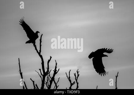 Ein paar weiße Schwanz Adler Silhouetten in der Wildnis der Donau Delta - Rumänien Stockfoto