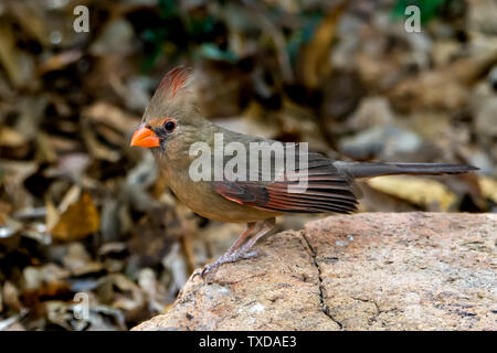 Weibliche nördliche Kardinal (Cardinalis cardinalis), das an der Wüste Museum in Tucson, Arizona Stockfoto