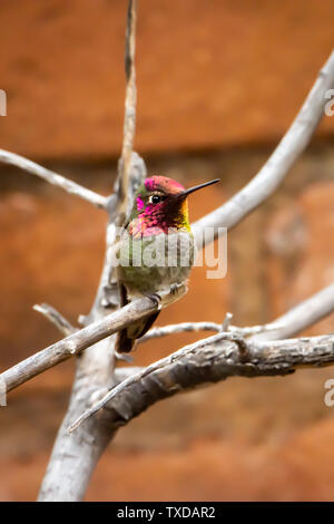 Männliche Rufous Kolibri (Calypte Anna) bei Desert Museum in Tucson, Arizona Stockfoto