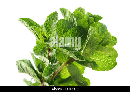 Frische rohe Minze auf weißem Hintergrund. Pfefferminze oder Minze Zweige. Stockfoto