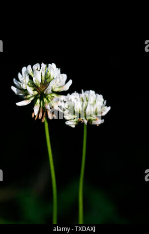 Wilde Blume Makro Hintergrund Kunst in hoher Qualität Produkte 50 Megapixel trifolium leguminosae Familie Stockfoto