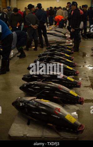 Die berühmten am frühen Morgen Thunfisch Auktionen bei Tsukiji Markt in Tokio, Japan, sind spannende und rasante zu sehen! Stockfoto