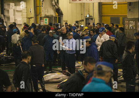 Die berühmten am frühen Morgen Thunfisch Auktionen bei Tsukiji Markt in Tokio, Japan, sind spannende und rasante zu sehen! Stockfoto