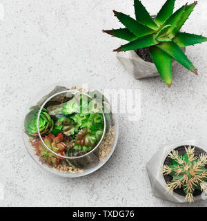 Florarium Glas Vasen mit Sukkulenten und Kakteen in kleinen Töpfen auf konkreten Hintergrund, Ansicht von oben. Grün Home Decor Konzept Stockfoto