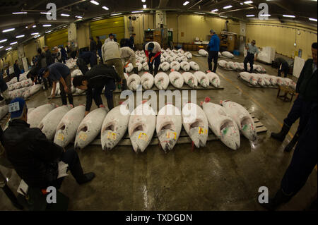 Die berühmten am frühen Morgen Thunfisch Auktionen bei Tsukiji Markt in Tokio, Japan, sind spannende und rasante zu sehen! Stockfoto