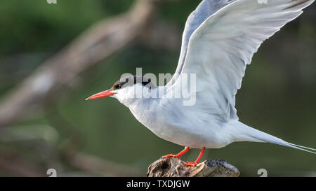 In der Nähe von einem schönen isoliert reife Flussseeschwalbe Möwe Vogel Stockfoto