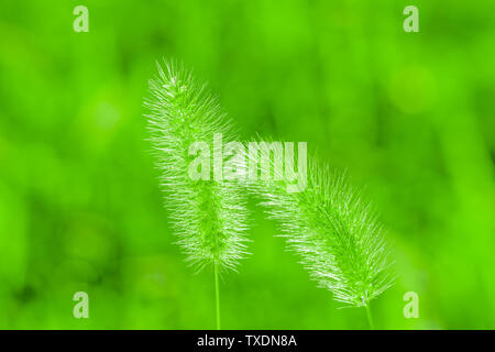 Dogtail Gras. Stockfoto