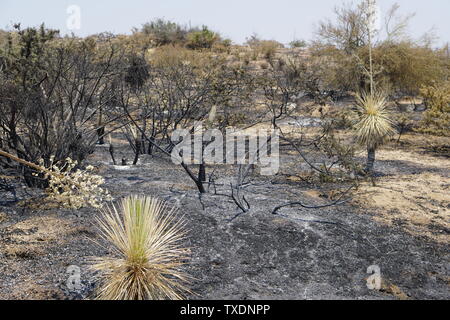 Nachwirkungen vom Berg Feuer in Rio Verde, Arizona am 23. Juni 2019 Stockfoto