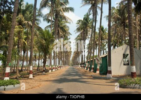 Straße mit Palmen, Pune, Maharashtra, Indien, Asien Stockfoto