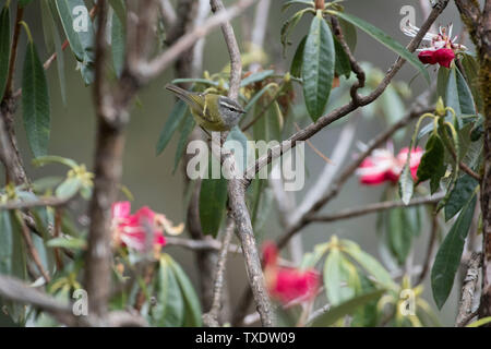 Ashy throated Warbler, Kedarnath Wildlife Sanctuary, Uttarakhand, Indien, Asien Stockfoto