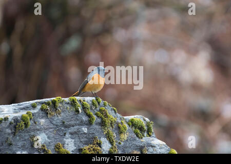 Blau fronted Redstart Männchen auf dem Rock, Uttarakhand, Indien, Asien Stockfoto