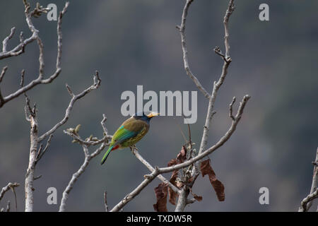 Große Barbet, Kedarnath Wildlife Sanctuary, Uttarakhand, Indien, Asien Stockfoto