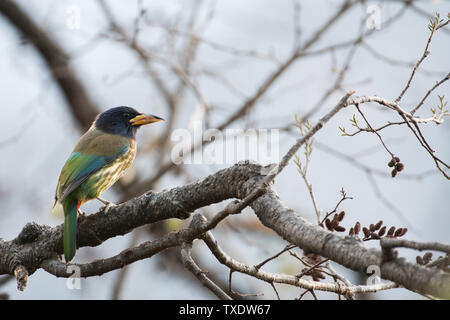 Große Barbet, Kedarnath Wildlife Sanctuary, Uttarakhand, Indien, Asien Stockfoto