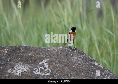 Sibirisches Schwarzkehlchen männliche Vogel, Kedarnath Wildlife Sanctuary, Uttarakhand, Indien, Asien Stockfoto