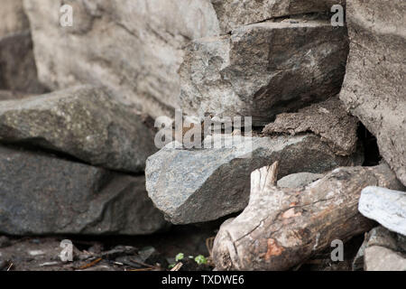 Eurasischen Zaunkönig Vogel auf Rock, Uttarakhand, Indien, Asien Stockfoto