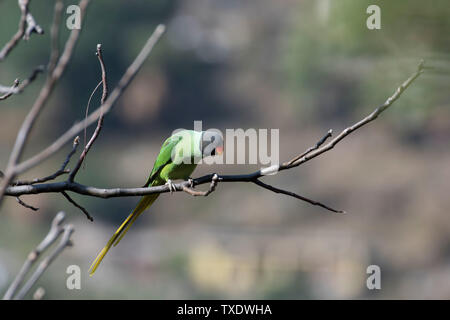 Sittacula himalayana, Uttarakhand, Indien, Asien Stockfoto