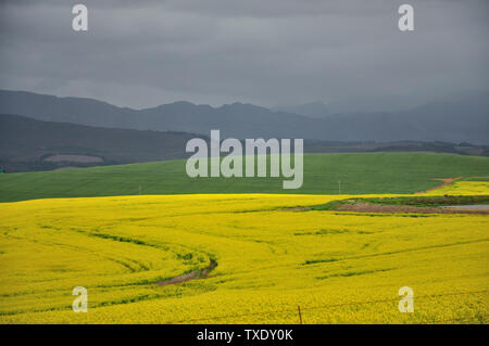 Eine gelb blühende Raps Feld Werk in der Nähe von theewaterskloof Dam, Western Cape, mit dunklen Wolken im Hintergrund. 17. September 2015 Stockfoto