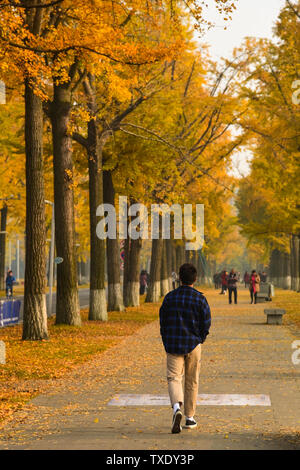 Ginkgo Allee, Chengdu Universität elektronische Wissenschaft und Technologie Stockfoto