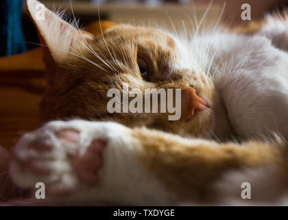 Sleepy Ingwer und weiße Katze, niedlich und friedlich Stockfoto
