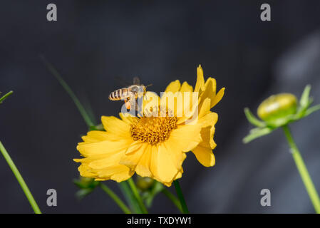 Close-up von Honig - Bienen auf gelbe Blüten Stockfoto