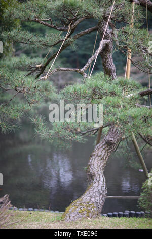 Niederlassungen der Zwerg Kiefer mit hellen Nadeln auf einem Teich in einem Park in Tokio. Stockfoto