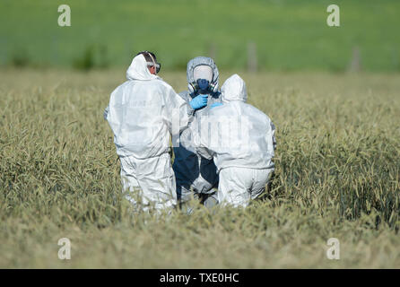 Nossentiner, Deutschland. 25. Juni 2019, Mecklenburg-Vorpommern, Nossentiner Hütte: Flugsicherheit Mitarbeiter der Bundeswehr um einen Mitarbeiter in einem Schutzanzug, die Wrackteile in einem Feld geprüft hat. Während Luftkampfübungen, zwei Eurofighter hatte über die Mecklenburgische Seenplatte zusammengestossen und abgestuerzt mehrere Kilometer voneinander entfernt. Beide Piloten noch geschafft, die schleudersitze aktivieren. Aber ein Pilot wurde getötet. Die zweite überlebte den Unfall und wurde verletzt und ins Krankenhaus gebracht. Foto: Christophe Kirschtorte/dpa/Alamy leben Nachrichten Stockfoto