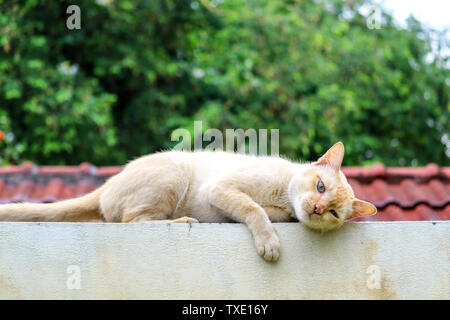 Katze auf Betonwand entspannen und ralaxing Dach Garten Hintergrund Stockfoto