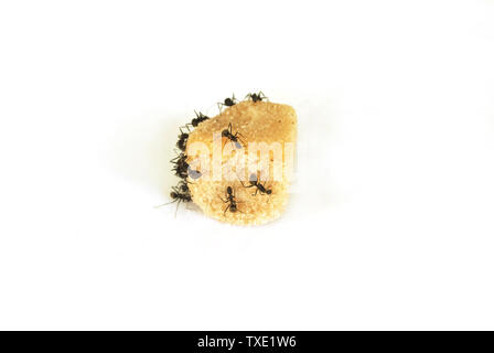 Ameisen essen Zucker auf weißem Hintergrund. Stockfoto