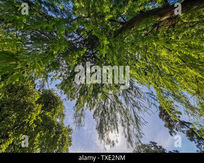 Willow Tree hängenden Palmwedeln an einem sonnigen Tag Stockfoto