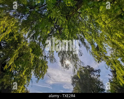 Willow Tree hängenden Palmwedeln an einem sonnigen Tag Stockfoto