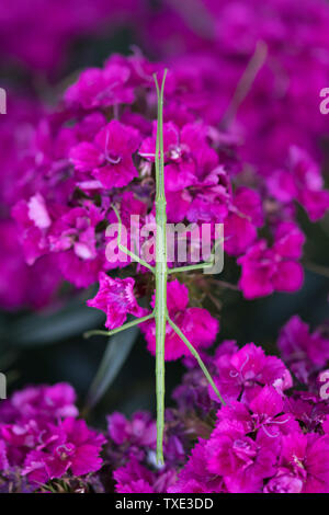 Fowey, Cornwall, UK. 25. Juni 2019. UK Wetter. Als warme Luft aus Afrika nördlich dieser Stick Insekt, das bis in die Fotografen kornischen Garten, machte das Beste aus der klebrigen Hitze heute morgen Credit Simon Maycock/Alamy Leben Nachrichten aktiviert. Stockfoto